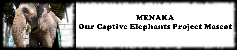 Captive Elephants